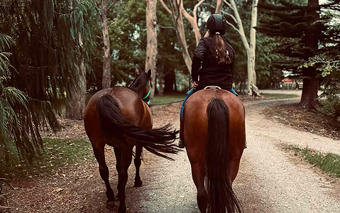 about-horses